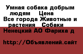 Умная собака добрым людям. › Цена ­ 100 - Все города Животные и растения » Собаки   . Ненецкий АО,Фариха д.